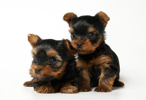 Twee puppies van de yorkshire Terriër — Stockfoto