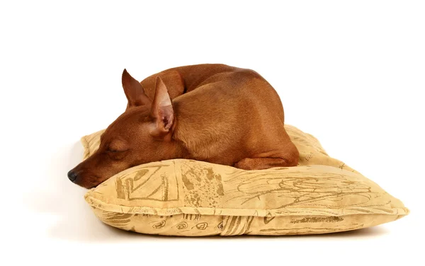 Miniature Pinscher sleeps on the pillow — Stock Photo, Image