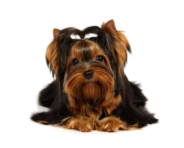 Yorkshire terrier — Zdjęcie stockowe