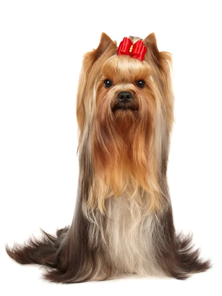 Yorkshire Terrier — Stock Photo, Image