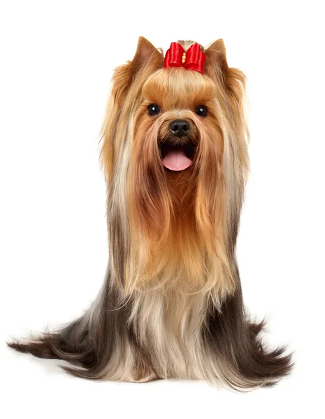 Yorkshire terrier — Photo