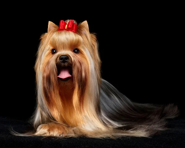 Yorkshire terrier — Zdjęcie stockowe