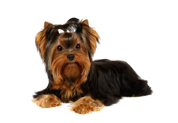 Young Yorkshire Terrier — Stock Photo, Image