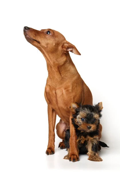 Kırmızı minyatür pinscher ve teriyer yavrusu — Stok fotoğraf