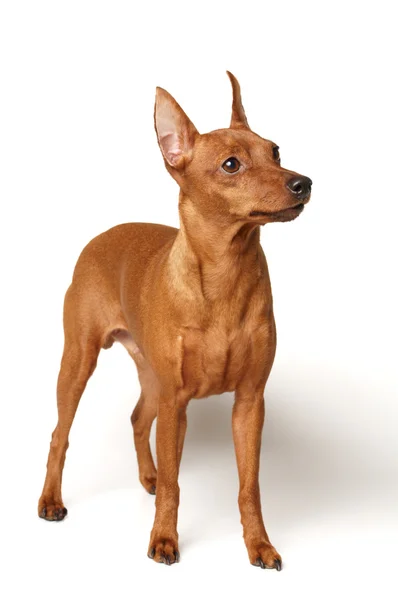 Röd miniatyr pinscher — Stockfoto