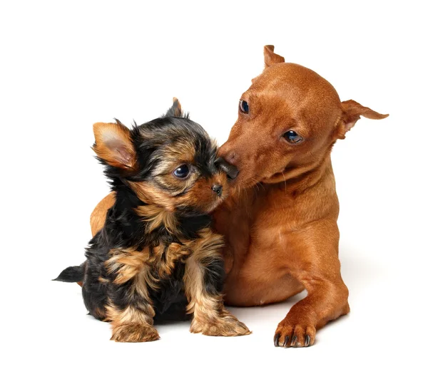 Pinscher takes care of the puppy — Stock Photo, Image