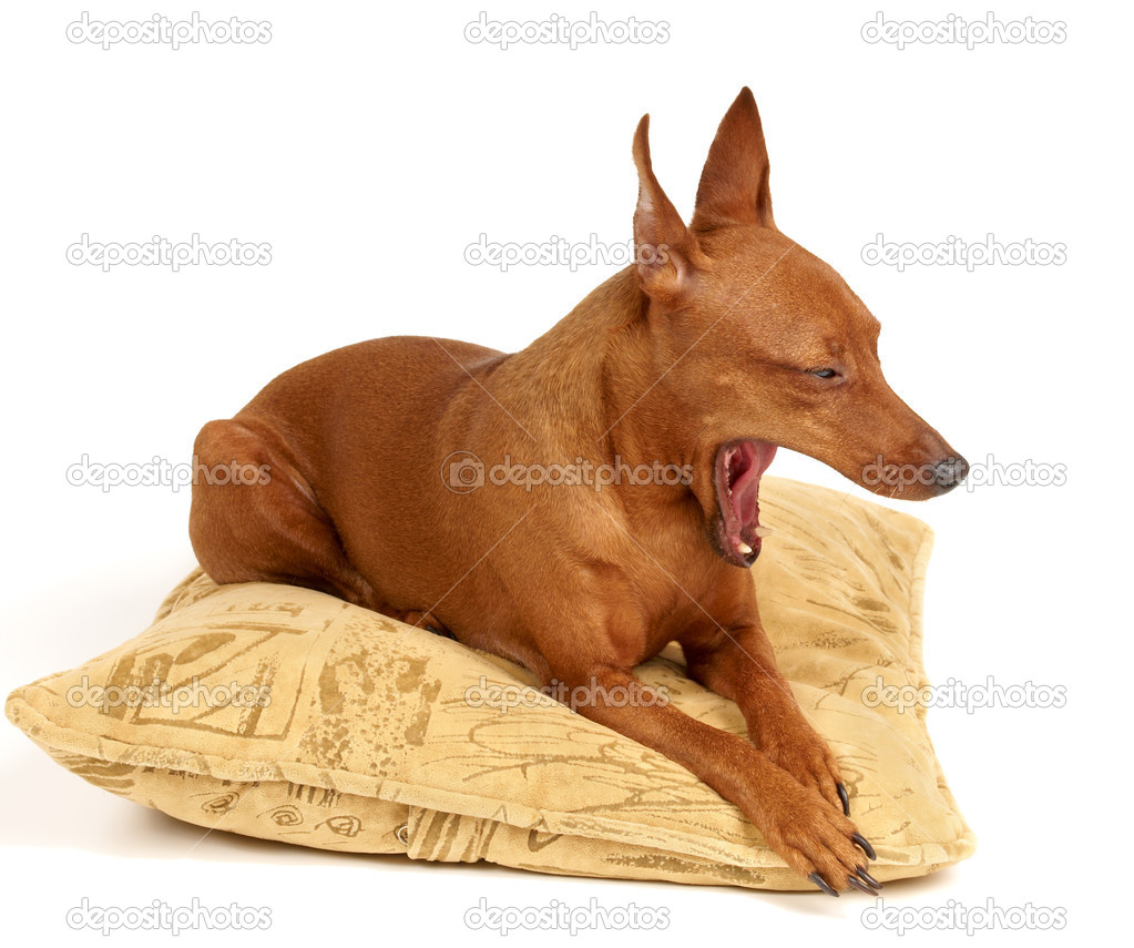 Yawning dog