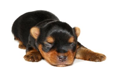 Yorkshire Teriyerinin bir haftalık köpeği.