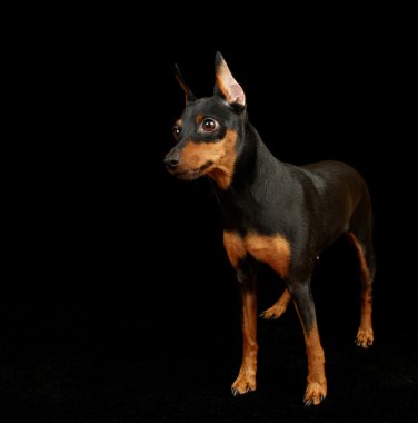siyah minyatür pinscher