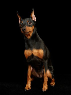 siyah minyatür pinscher
