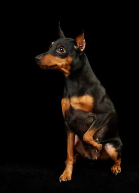 bir forepaw kadar ile siyah minyatür pinscher