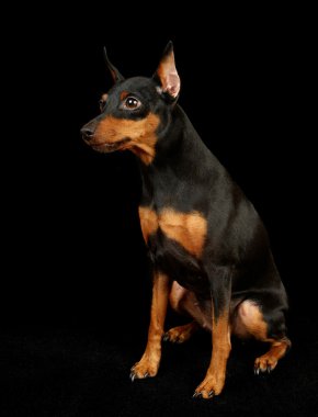 siyah minyatür pinscher