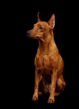 Kırmızı minyatür pinscher