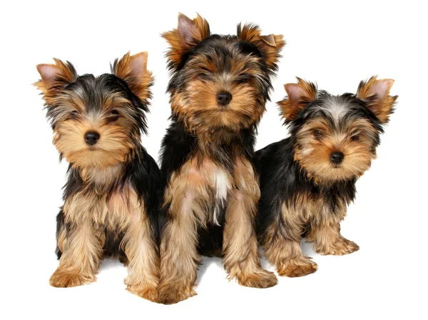 Tres cachorros de Yorkshire — Foto de Stock