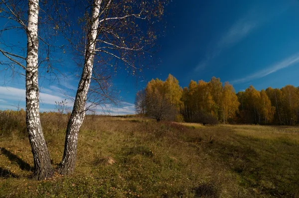 Podzimní krajina s březového dřeva, stromy a modrá obloha — Stock fotografie