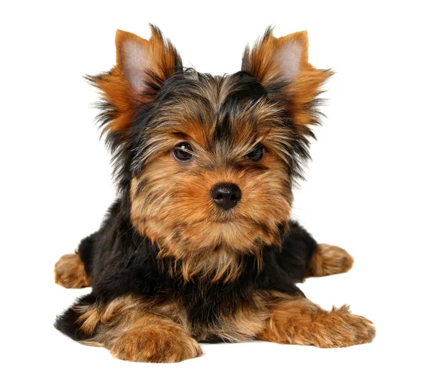 Cachorro del yorkshire terrier — Foto de Stock