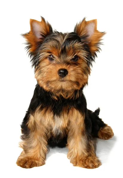 Puppy of the Yorkshire Terrier — Stock Photo, Image