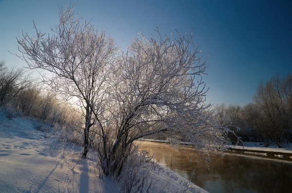 Cena de inverno — Fotografia de Stock