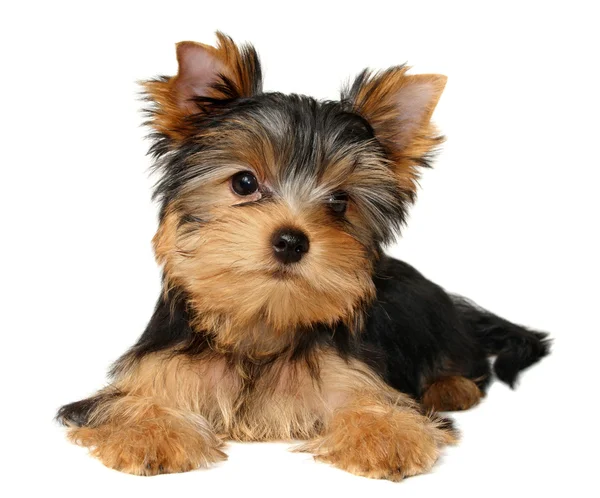 Szczenię yorkshire terrier — Zdjęcie stockowe