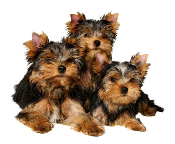 Three yorkshire puppies — Stock Photo, Image