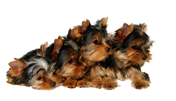 Four yorkshire puppies — Stock Photo, Image