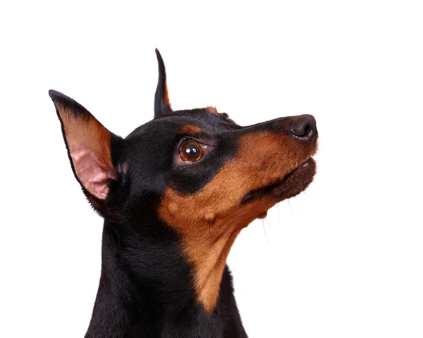 Head ot the Minuture Pinscher — Stock Photo, Image