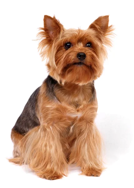 El Yorkshire Terrier —  Fotos de Stock