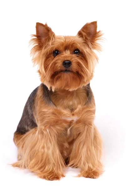 The Yorkshire Terrier — Stock Photo, Image