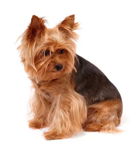 The Yorkshire Terrier — Stock Photo, Image