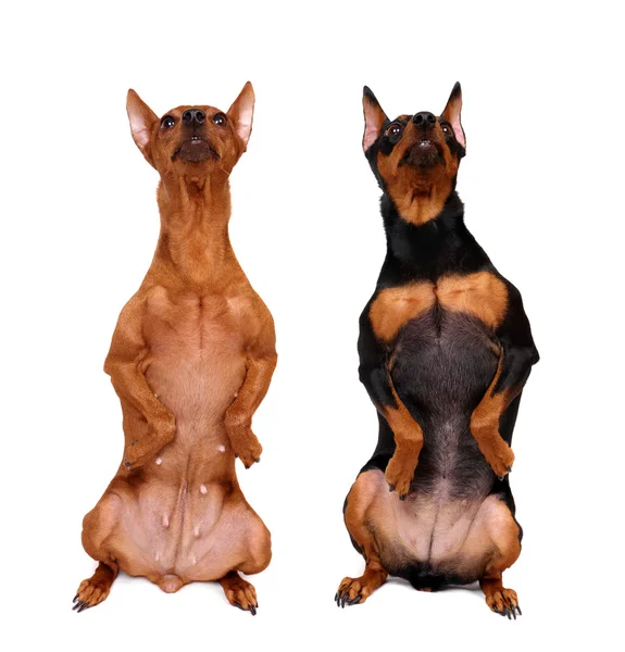 Twee miniature Pinscher zitten verticaal — Stockfoto