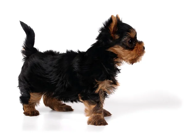 Filhote de cachorro do terrier de yorkshire — Fotografia de Stock