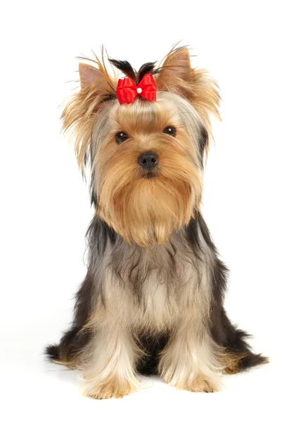 El Yorkshire Terrier — Foto de Stock