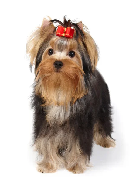 Puppy van de Terriër van yorkshire — Stockfoto