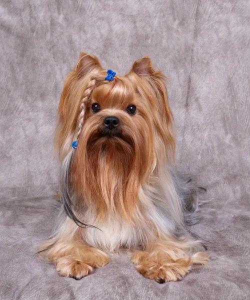 Yorkshire terrier — Zdjęcie stockowe