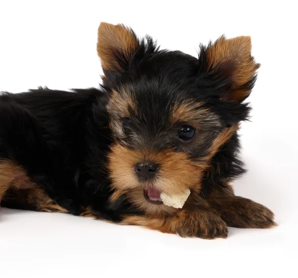 Puppy of the Yorkshire Terrier with a piece of dried bread — Stok fotoğraf