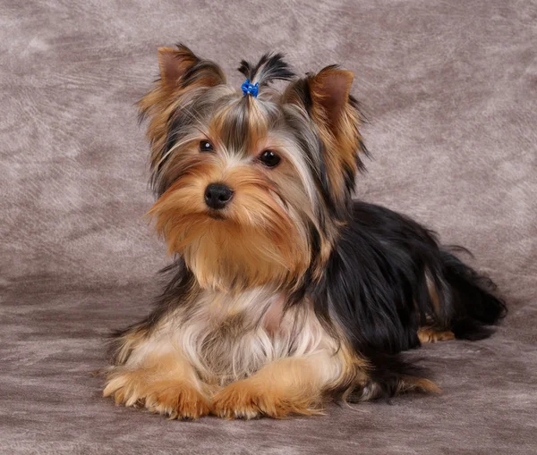 Cucciolo del terrier di yorkshire — Foto Stock