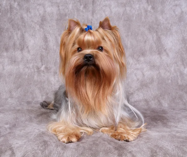 Yorkshire terrier — Zdjęcie stockowe