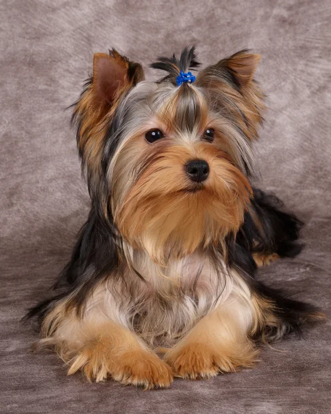 Puppy of the Yorkshire Terrier — Stock Photo, Image