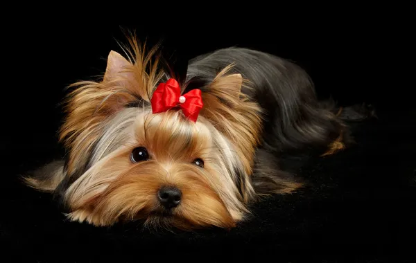 Yorkshire terrier — Stockfoto