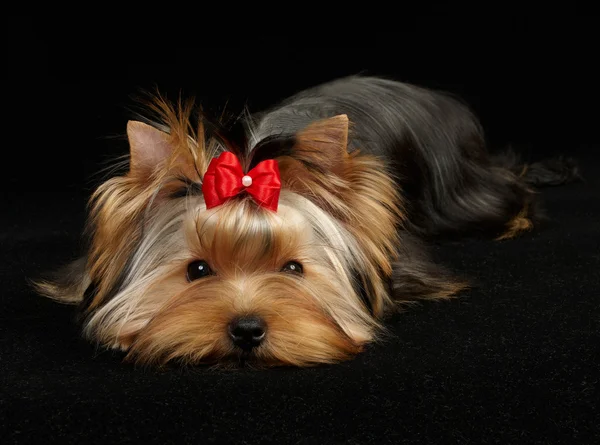 Giovane Yorkshire Terrier — Foto Stock