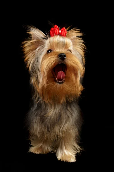 Bostezar como cantar. Yorkshire Terrier — Foto de Stock