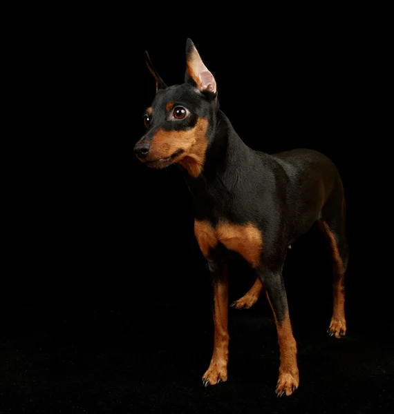 Pinscher em miniatura preta — Fotografia de Stock