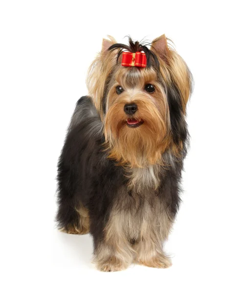 Puppy of the Yorkshire Terrier — Stock Photo, Image