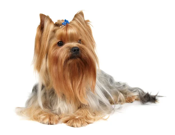 Yorkshire terrier — Foto Stock