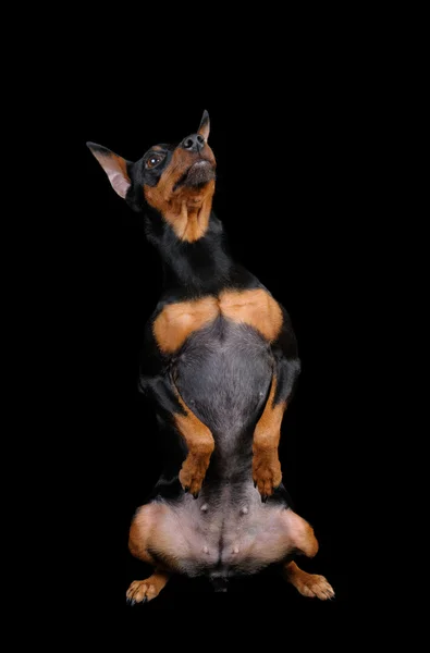 黑色微型 pinscher — 图库照片