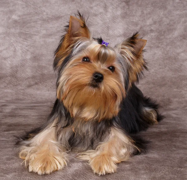 Puppy of the Yorkshire Terrier — Stock Photo, Image