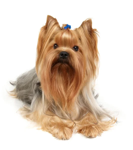 Yorkshire terrier — Foto Stock