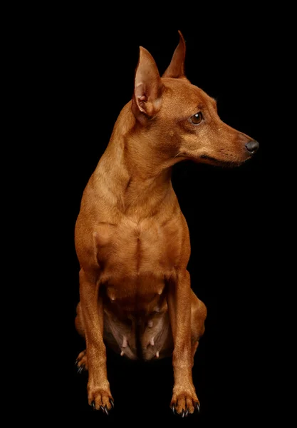 Pinscher miniature rouge — Photo