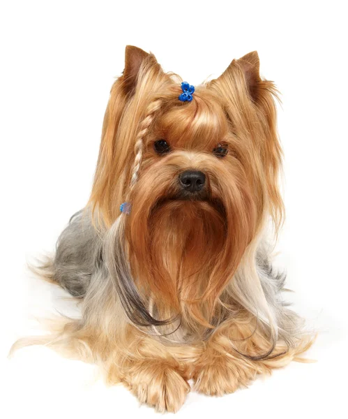 Yorkshire terrier met gevlochten. — Stockfoto