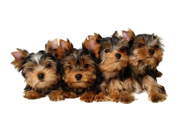 Четыре йоркширских щенка Лицензионные Стоковые Изображения